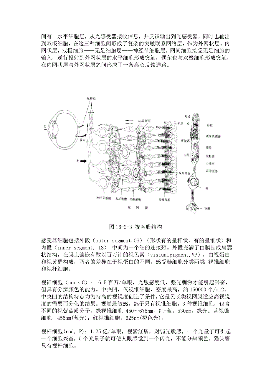 人的大脑是怎样处理信息的_第4页