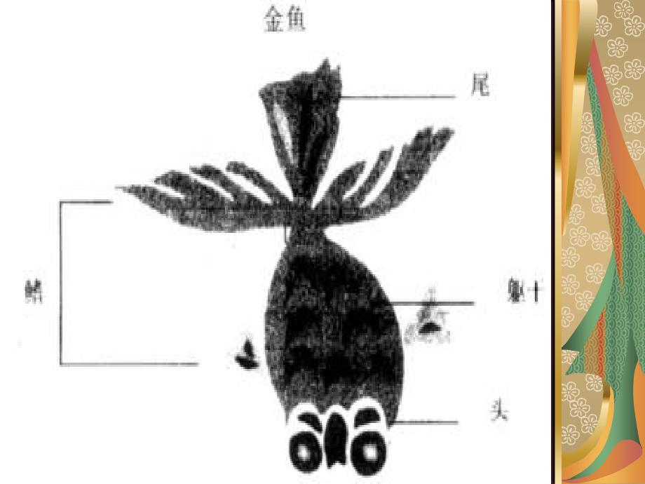 教科版科学三年级上册《金鱼》PPT课件8_第3页