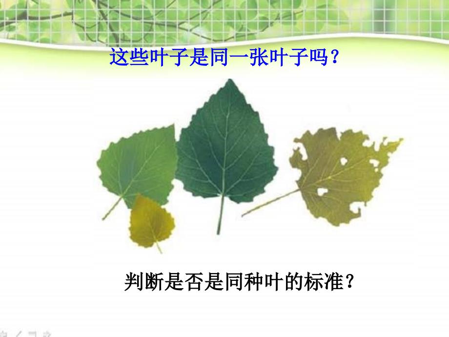 教科版科学三年级上册《植物发生了什么变化》PPT课件11精品_第2页