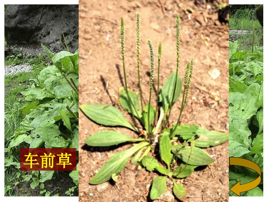 教科版科学三年级上册《大树和小草》PPT课件12_第4页