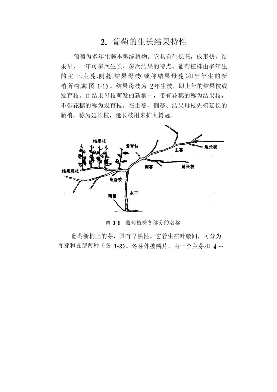 [农学]葡萄整形修剪_第2页