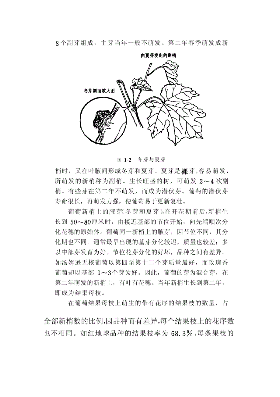 [农学]葡萄整形修剪_第3页