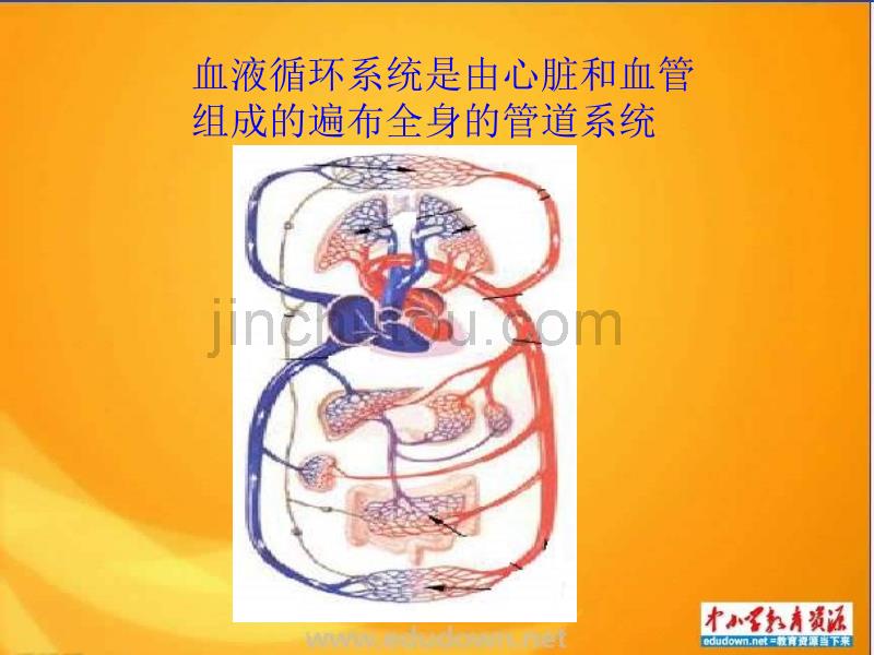 青岛版科学五上《心脏和血管》ppt课件精品_第2页