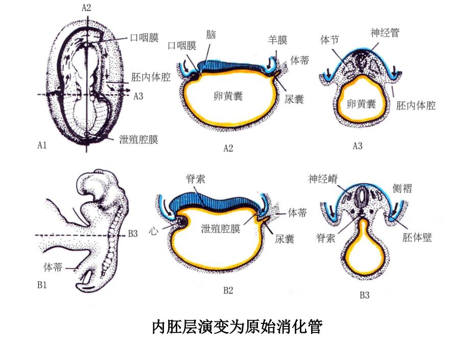 24消化系统和呼吸系统的发生_第3页