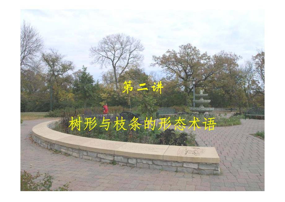 [农林牧渔]第二讲   树形与枝条的形态术语pdf_第1页