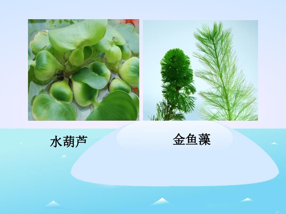 教科版科学三年级上册《观察水生植物》PPT课件2_第2页