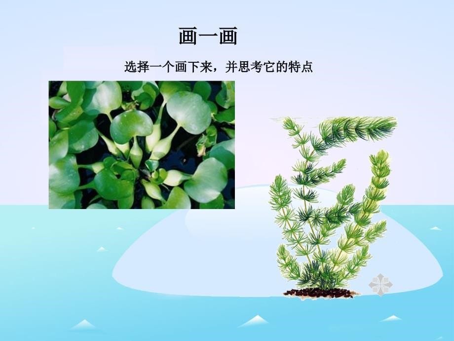 教科版科学三年级上册《观察水生植物》PPT课件2_第5页