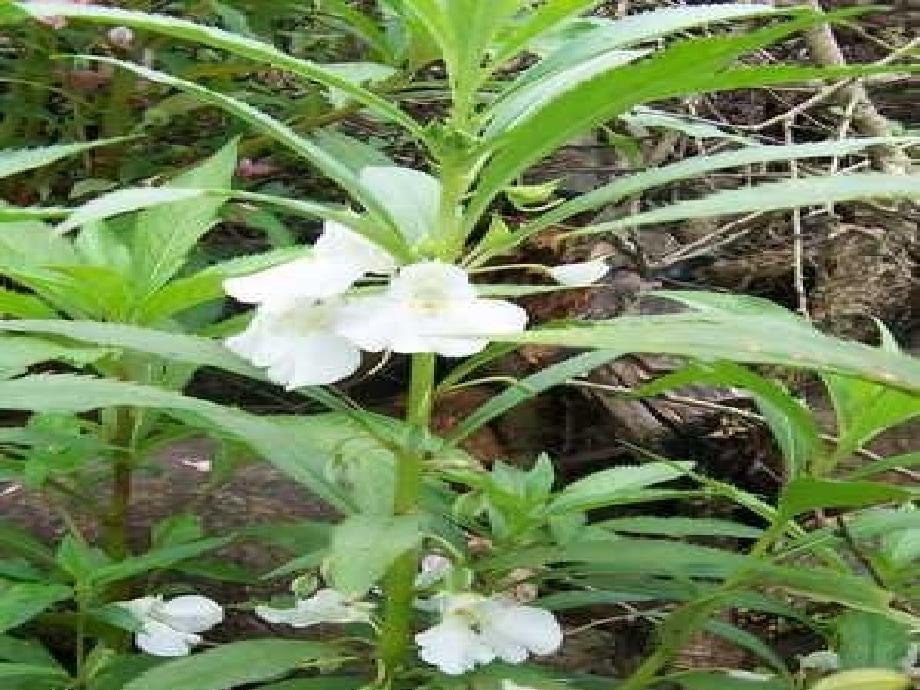 青岛版科学四上《植物的身体》PPT课件1_第4页