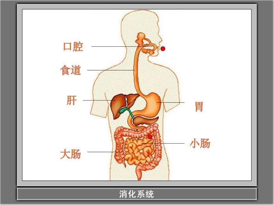 教科版科学四上《食物在体内的旅行》PPT课件3_第5页