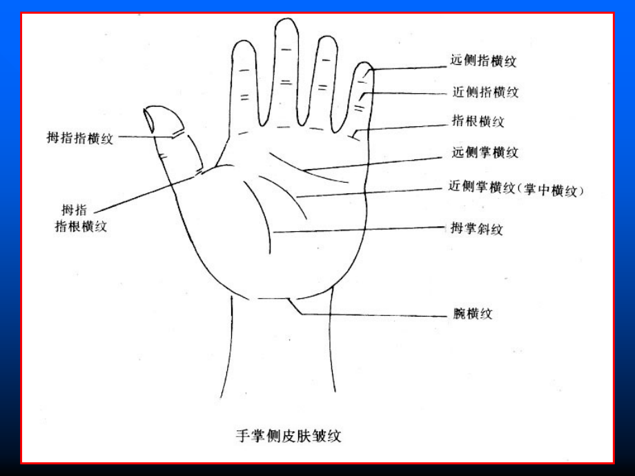 手部解剖生理特点课件_第3页