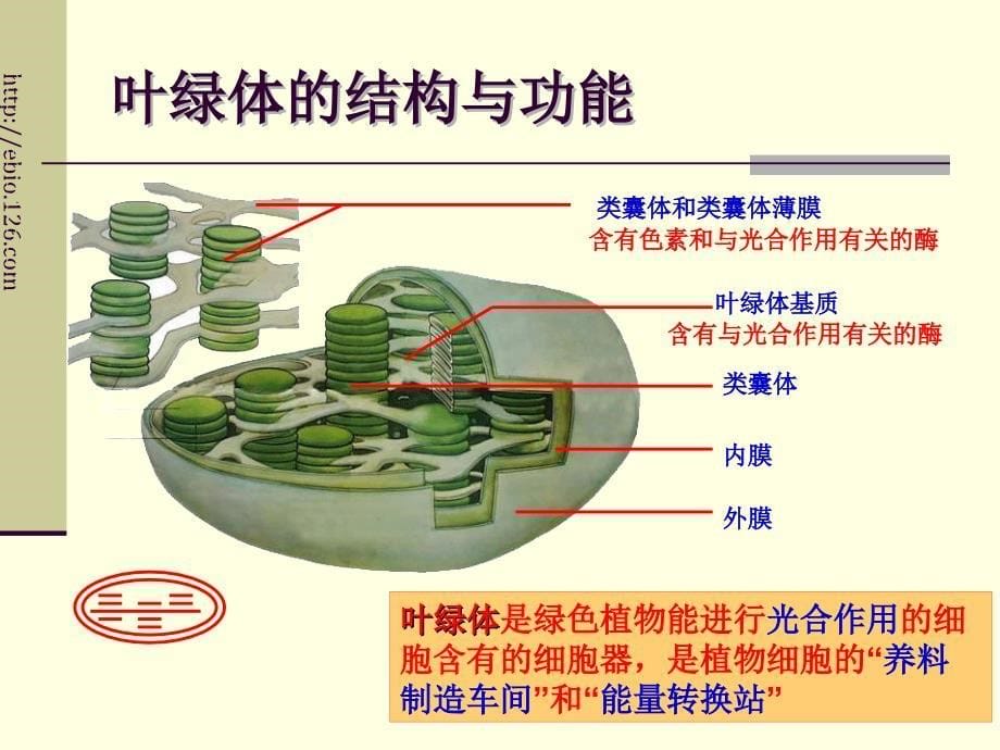 细胞器系统内的分工合作1-_第5页