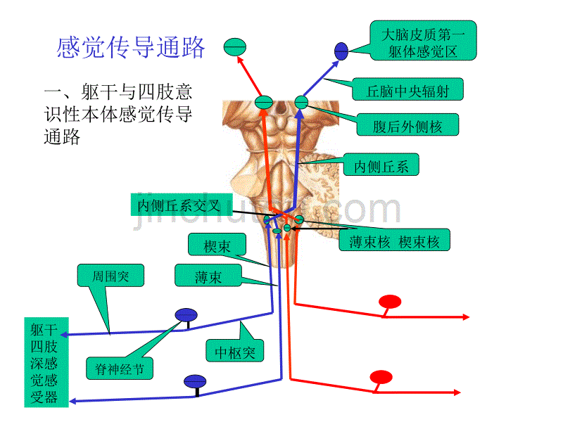 神经系统的传导通路课件_第2页