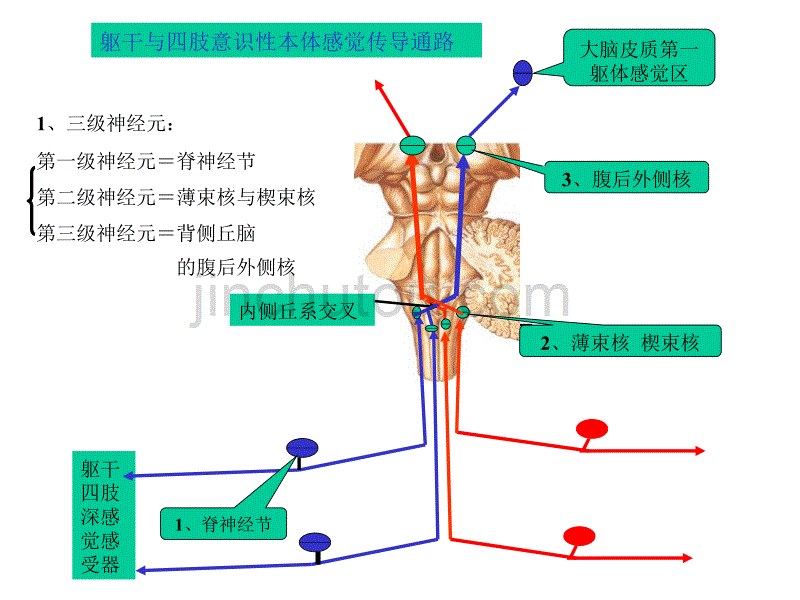 神经系统的传导通路课件_第3页