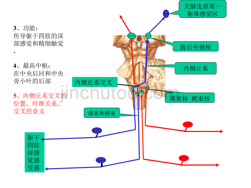 神经系统的传导通路课件_第5页