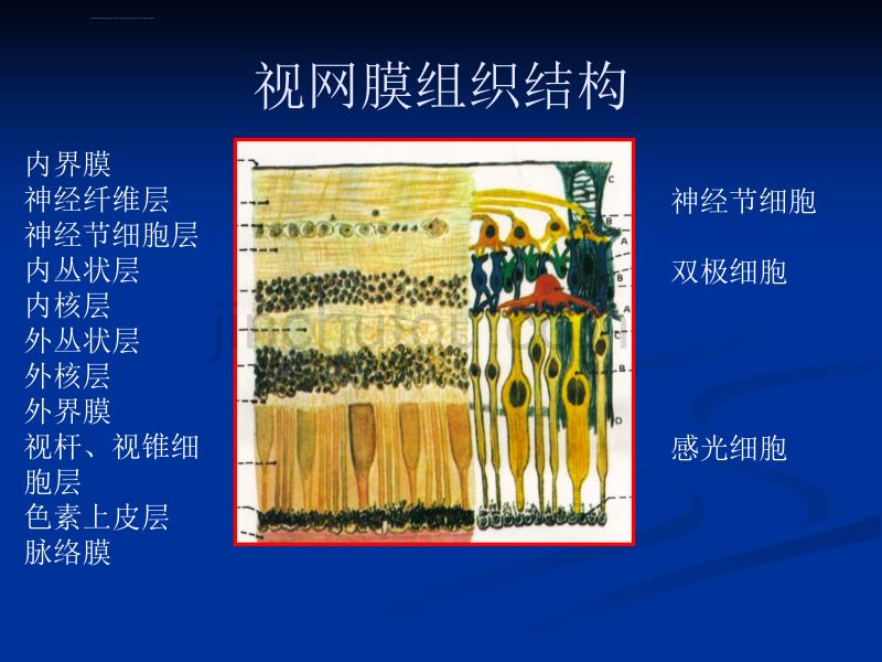 视网膜病医学课件_第2页