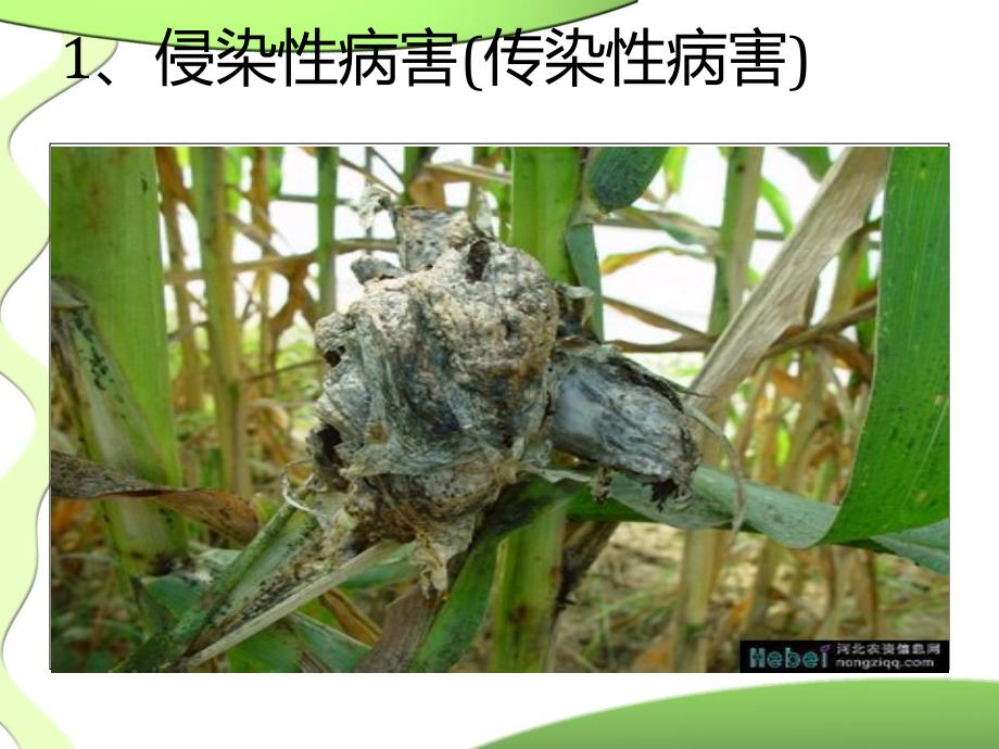 植物病害的概念  季思宇_第4页