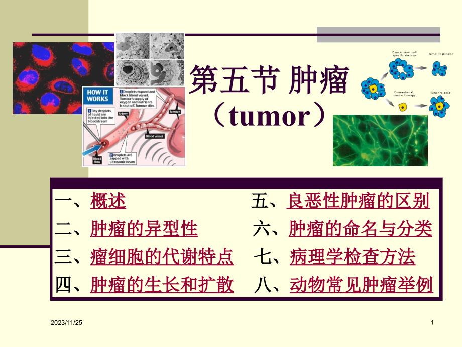 食用动物肿瘤病理课件_第1页