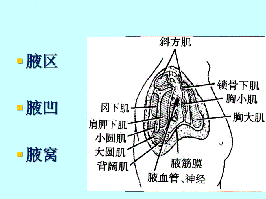 上肢课件_第2页