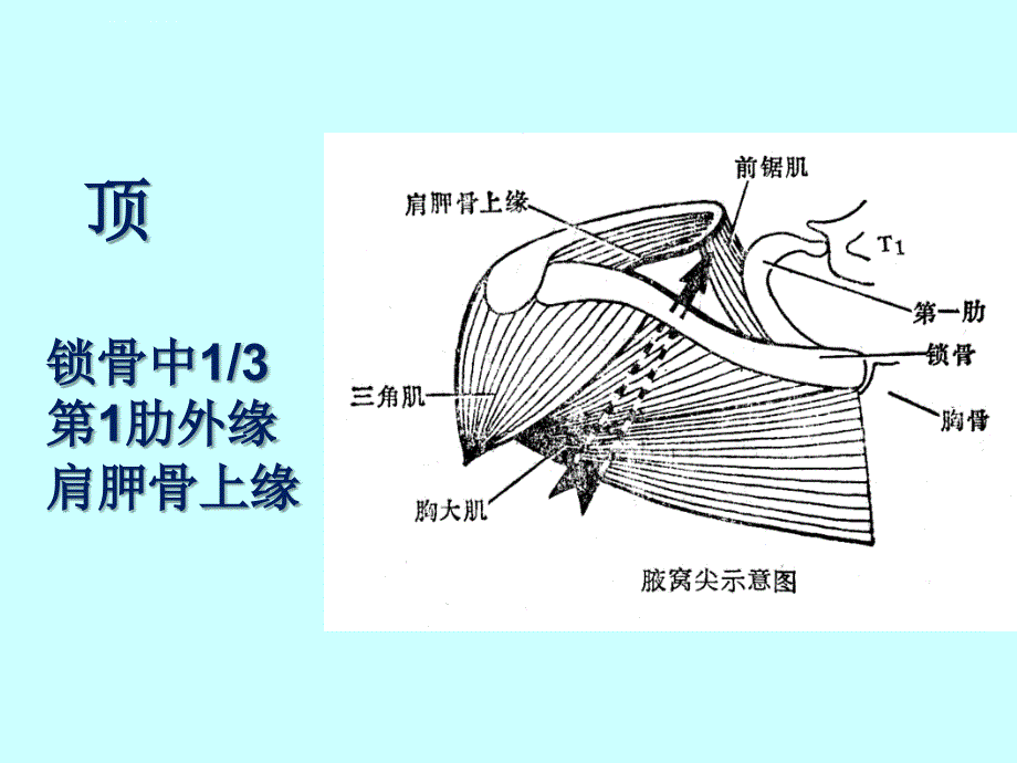 上肢课件_第4页