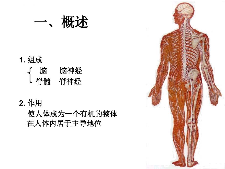 神经系统总论、脊髓课件_第3页