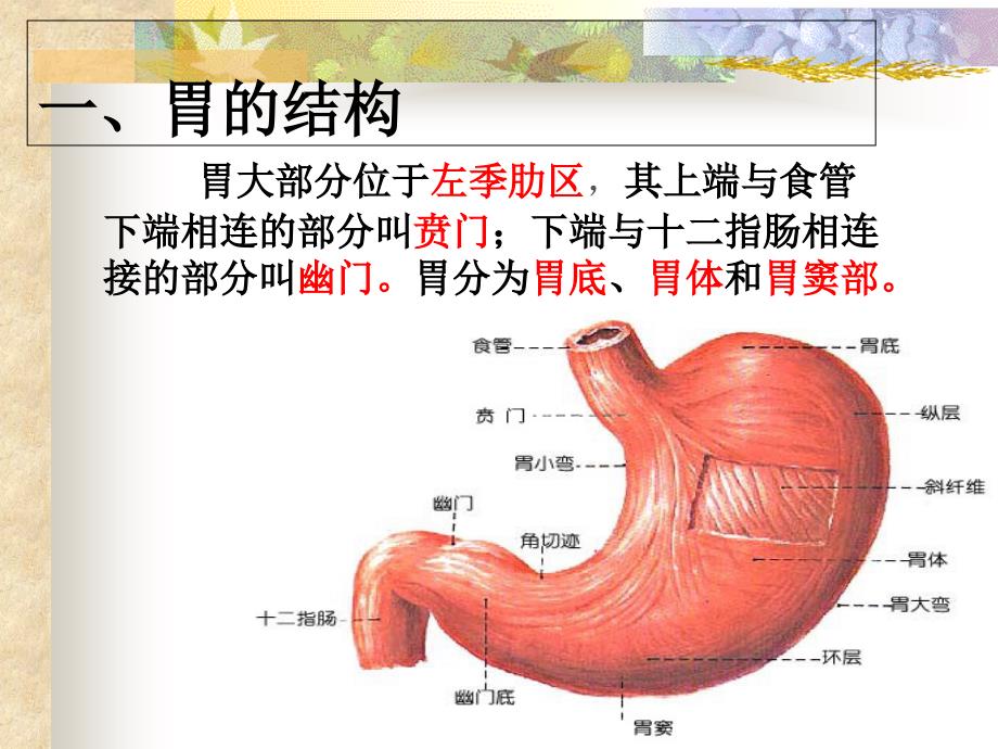 胃癌患者的护理_第4页