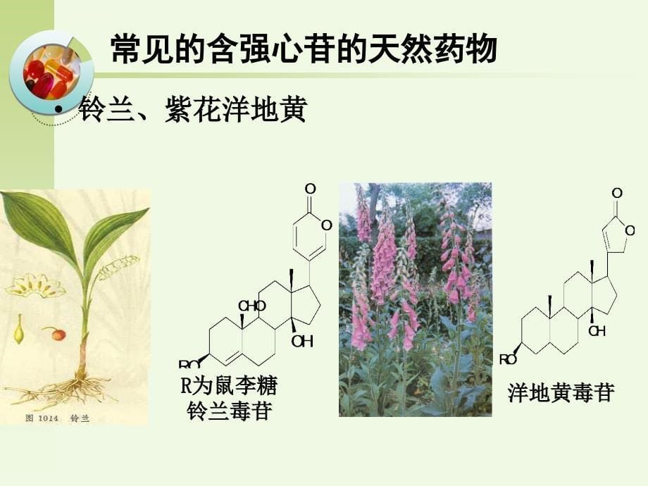 天然药物化学--强心苷_第5页