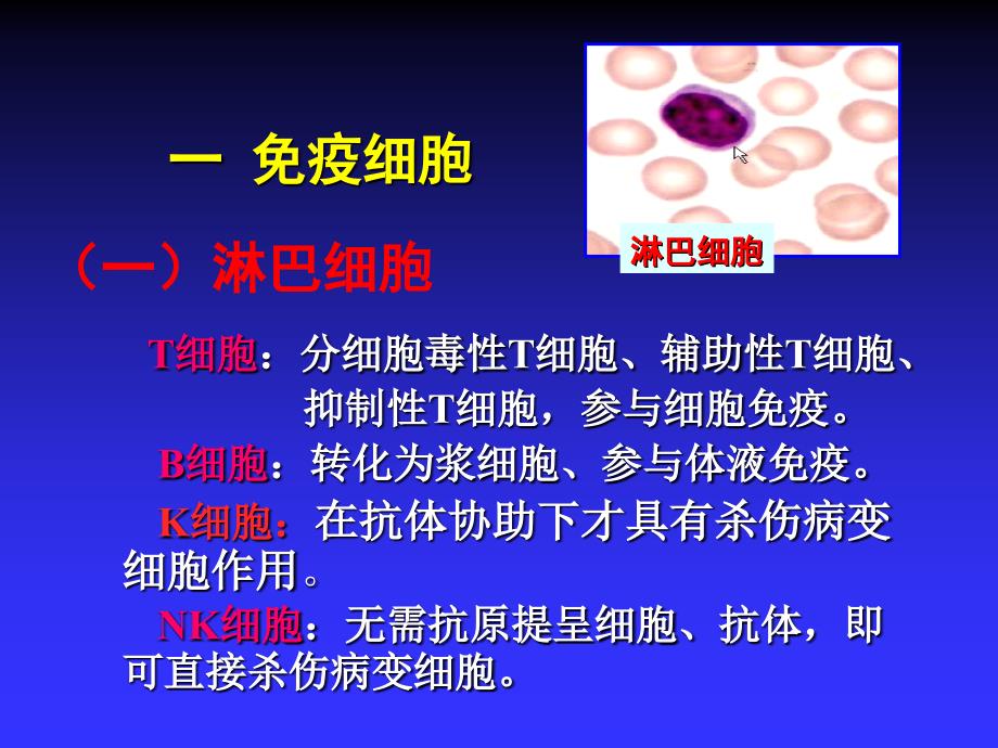 人体解剖学与组织胚胎学--第八章 免疫系统_第3页