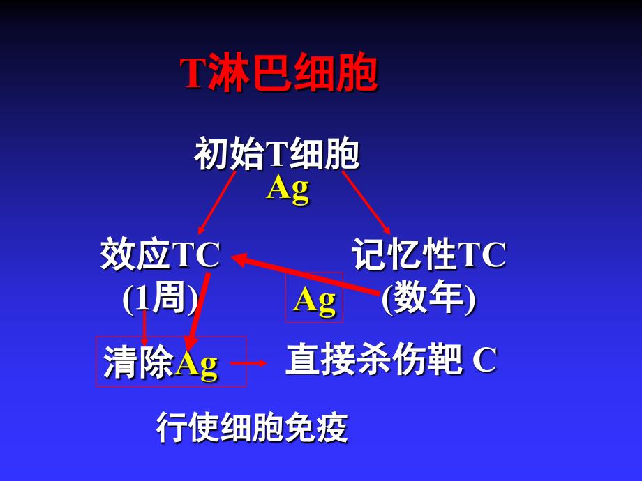 人体解剖学与组织胚胎学--第八章 免疫系统_第4页