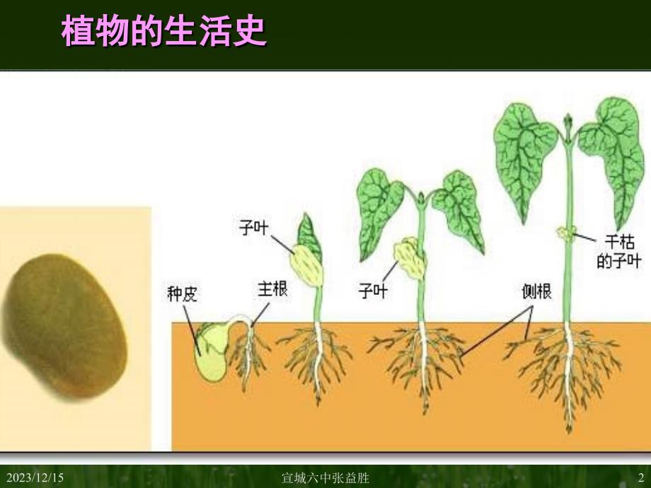 初一生物种子的结构_第2页