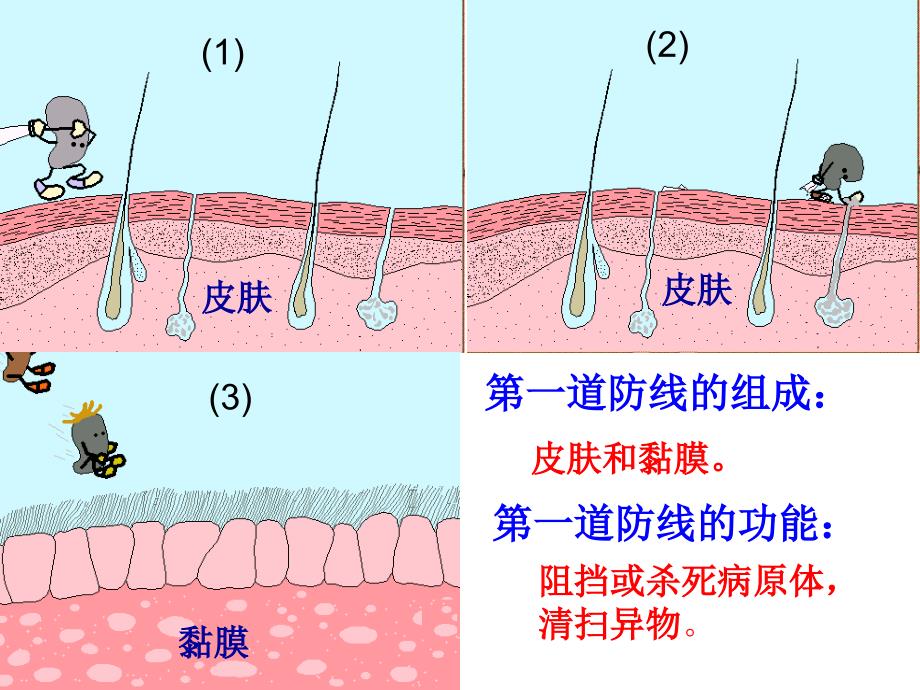 免疫与计划免疫_第3页