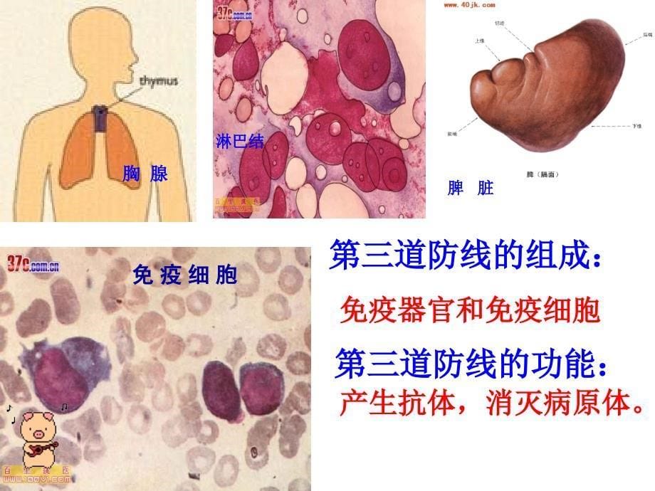 免疫与计划免疫_第5页