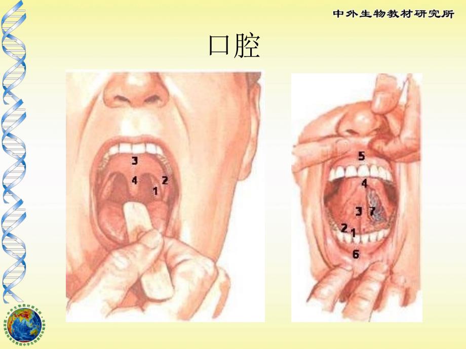 苏教版初中生物《人体的消化与吸收》_第4页