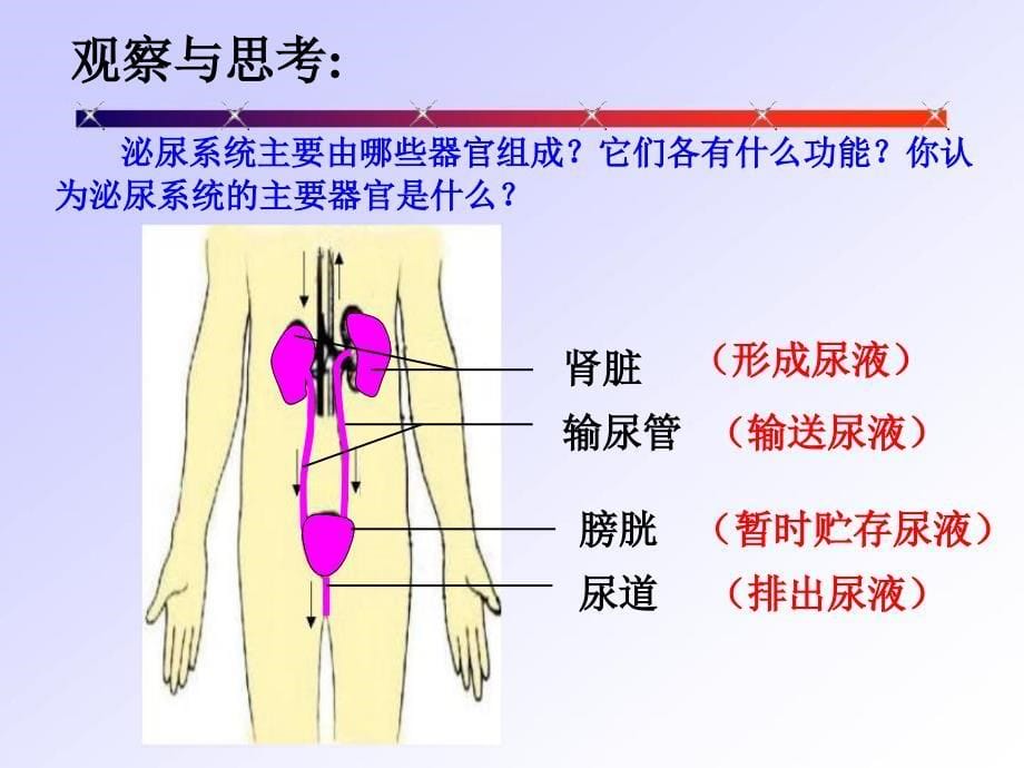 人教版七年级下册生物第四单元第五章《人体内废物的排出》_第5页