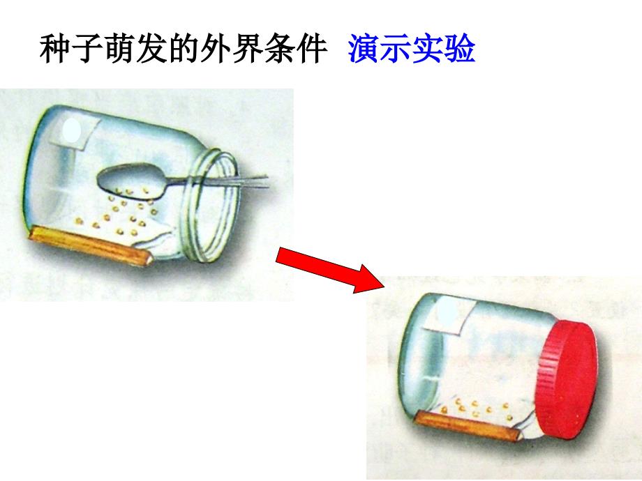 人教版七年级初一上册生物《种子的萌发ppt课件》_第3页