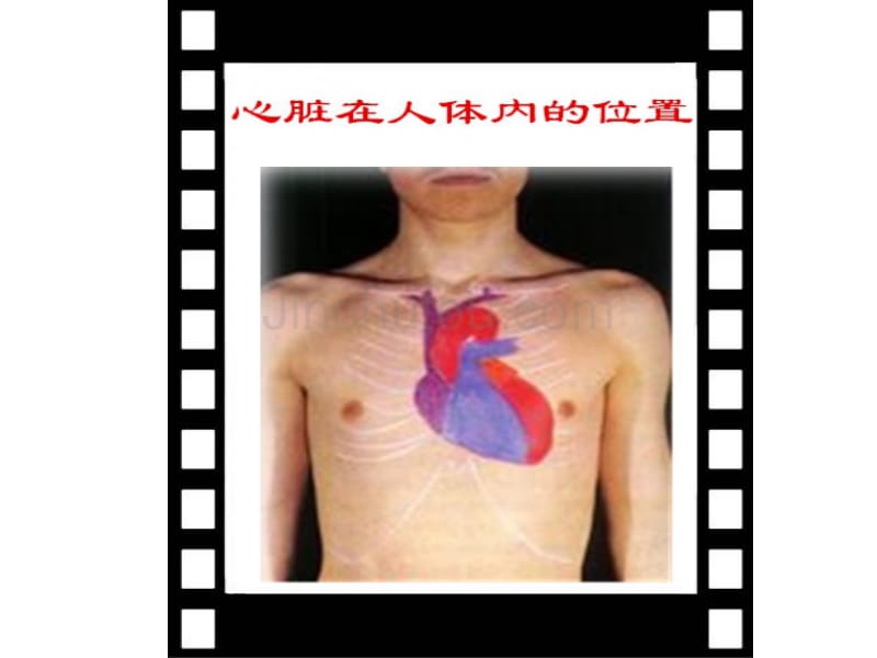青岛版小学科学五年级下册《心脏和血管》1_第4页