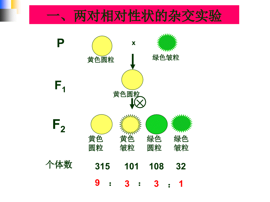 刘自由组合定律新授_第4页