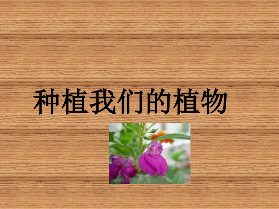 《种植我们的植物》课件_第1页