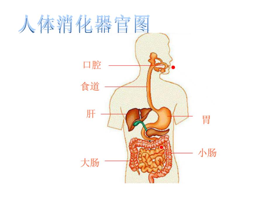 青岛版小学科学五下《食物到哪里去了》_第4页