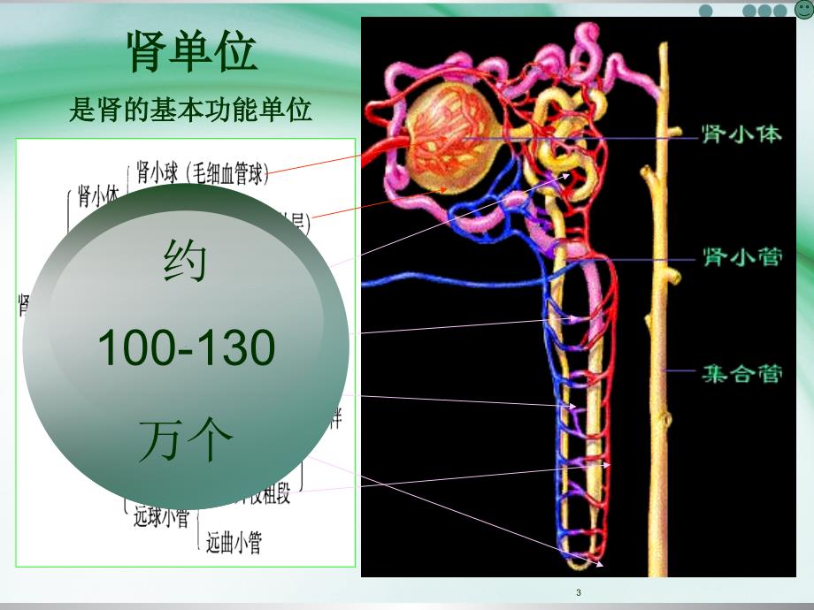 文献汇报：肾功能不全患者的用药监护1_第3页