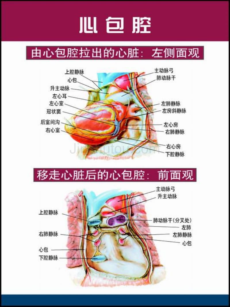 心脏解剖图med126com_第3页