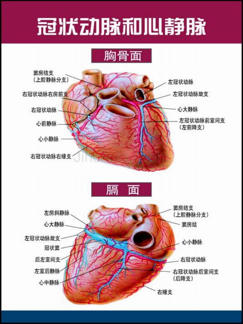 心脏解剖图med126com_第4页