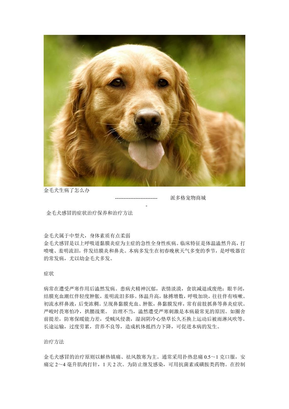 金毛犬生病了怎么办_第1页