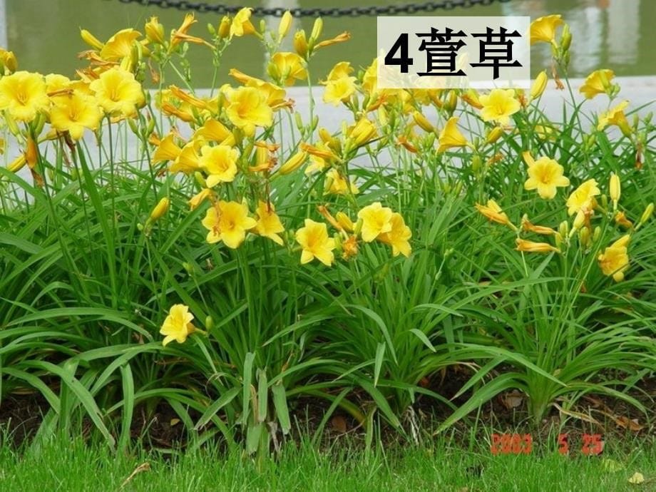 花卉识别20种_第5页