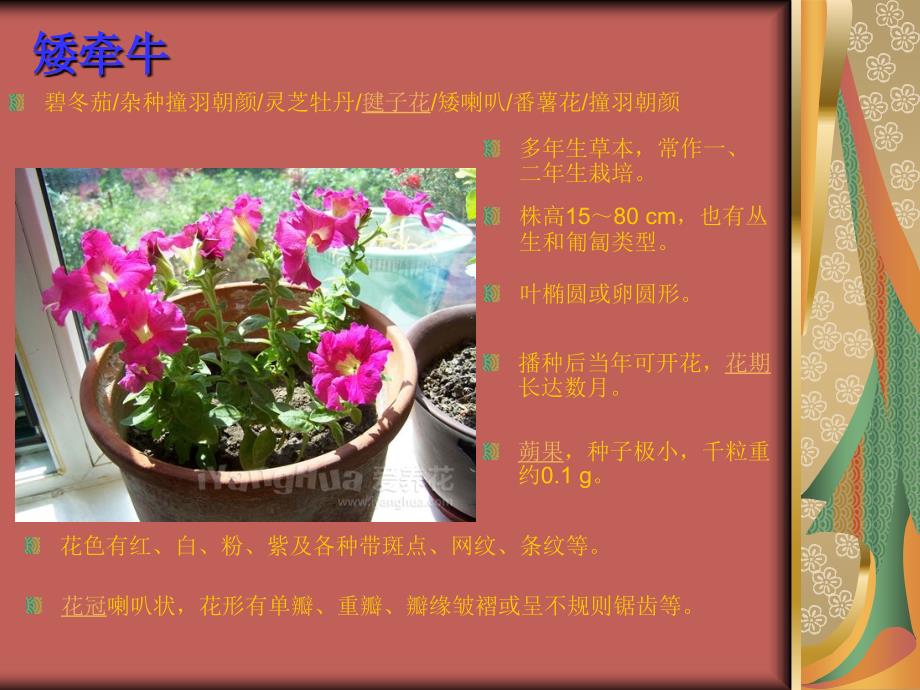 常见花卉大全1_第2页