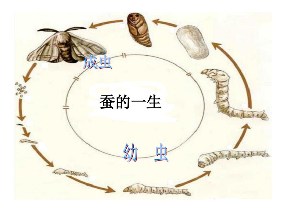 植物新生命的开始_第3页