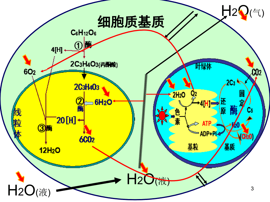 2013届高考二轮复习光合作用与呼吸作用专题_第3页