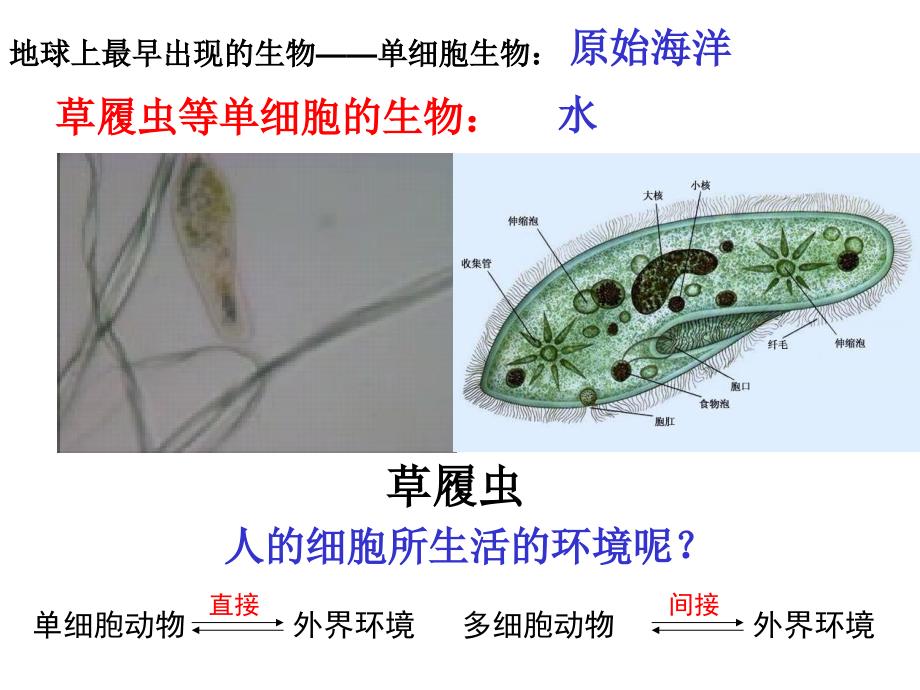 必修3内环境与稳态_第3页