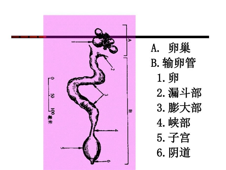 家禽的孵化_第5页