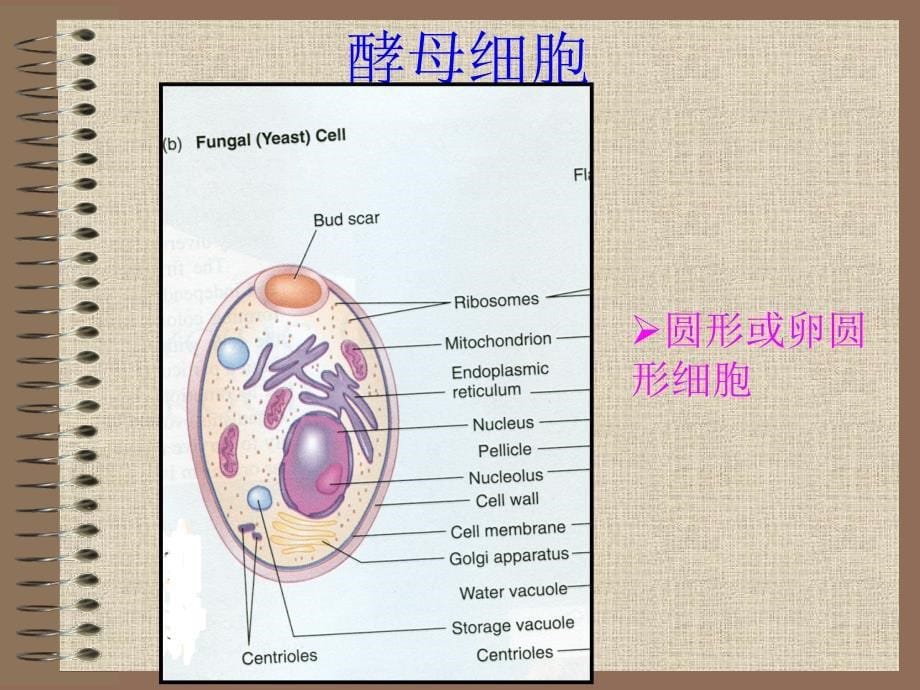 真菌的细胞结构与功能_第5页