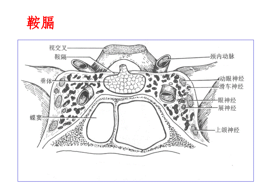 蝶鞍的解剖PPT课件_第4页